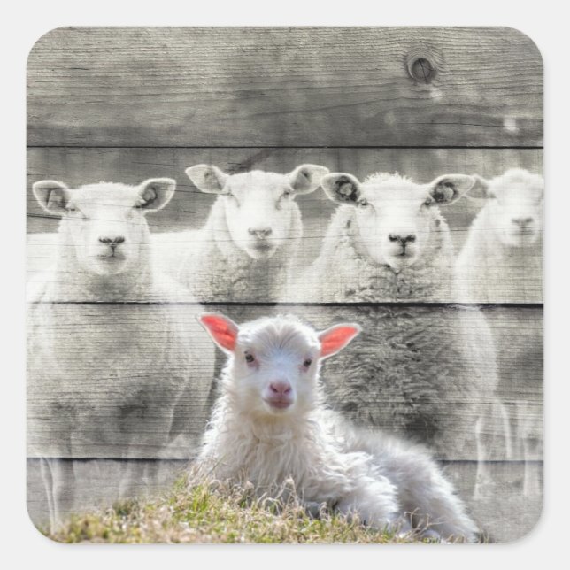 Stickers carrés (Devant)