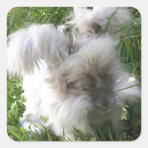 Stickers carrés - Anglais Angora Rabbit "Bradley"