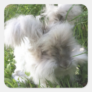 Stickers carrés - Anglais Angora Rabbit "Bradley"