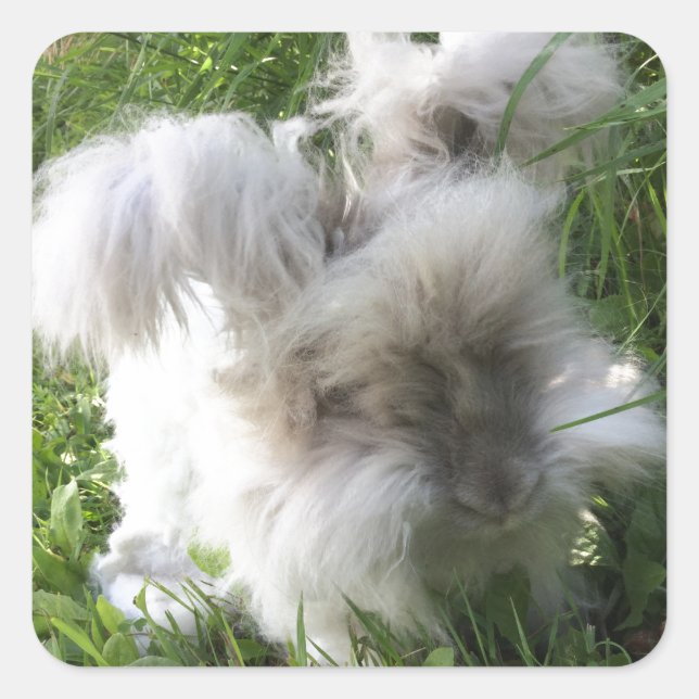 Stickers carrés - Anglais Angora Rabbit "Bradley" (Devant)