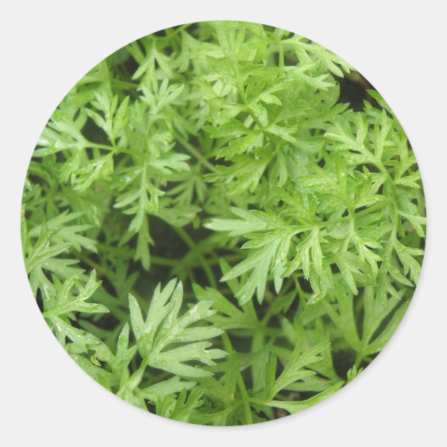 Stickers Carrot Tops (Devant)