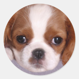 Stickers Cavalier King Charles Spaniel