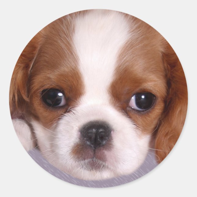 Stickers Cavalier King Charles Spaniel (Devant)