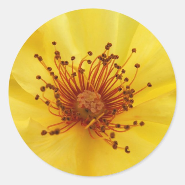 Stickers Centre Rose jaune (Devant)