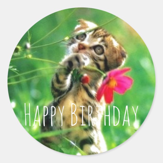 Stickers Cercle Kitten Joyeux Anniversaire (Devant)