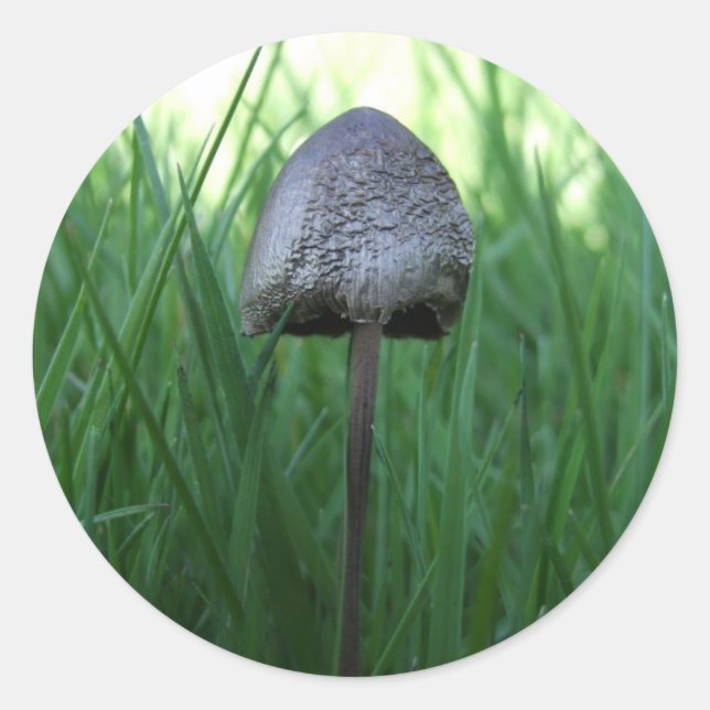 Stickers Champignons (Devant)