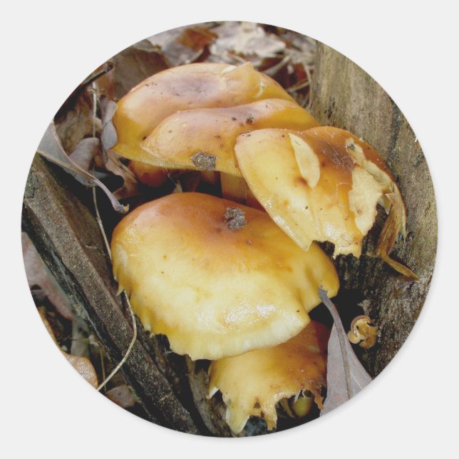 Stickers Champignons de la Colonie orange (Devant)