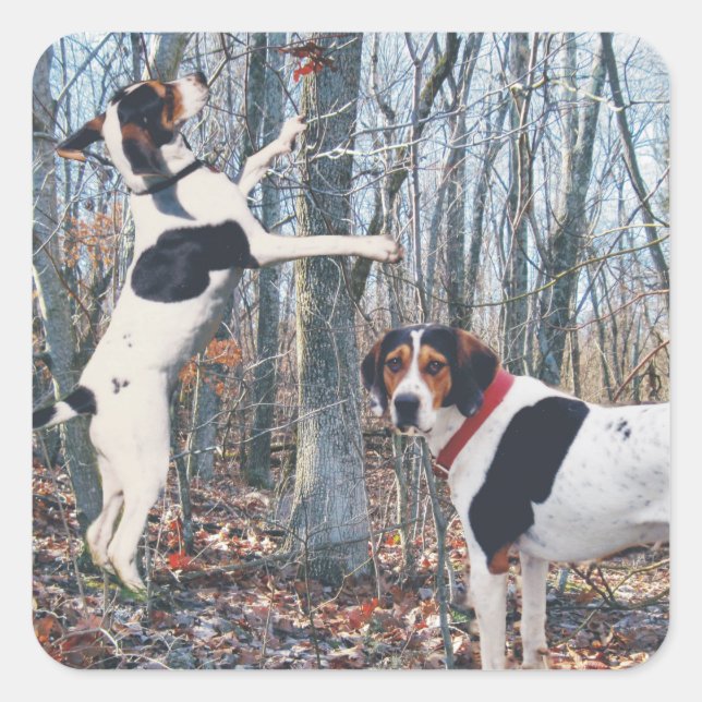 Stickers Chasse à l'Hound Treeing Walker (Devant)