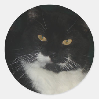 Stickers Chat noir et blanc