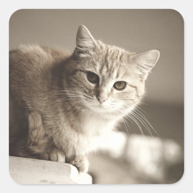 Stickers Chat Orange (Devant)