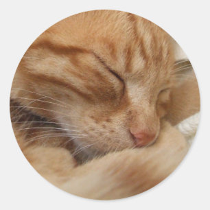 Stickers chats mignons