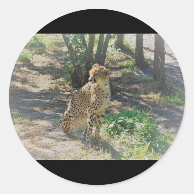 stickers Cheetah (Devant)