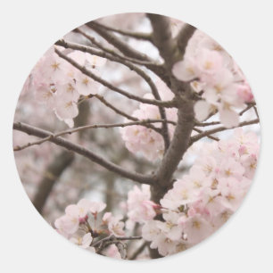 Stickers Cherry Blossom