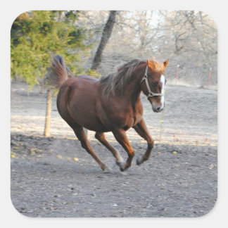 Stickers Cheval Actif