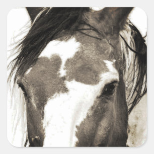 Stickers Cheval Mustang Wild Paint Stallion Picass
