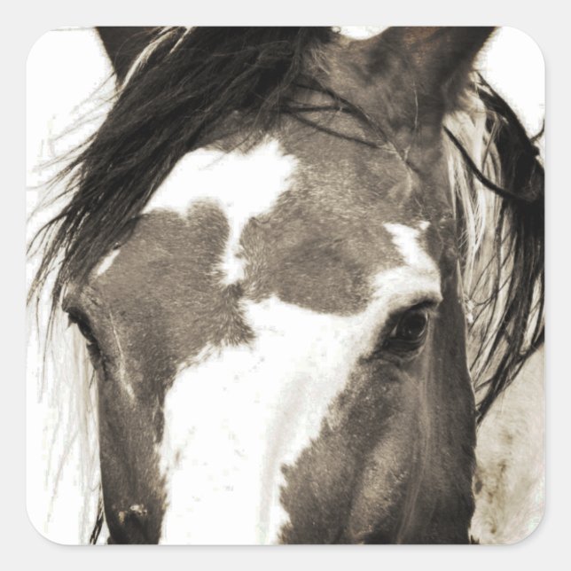Stickers Cheval Mustang Wild Paint Stallion Picass (Devant)