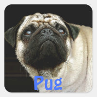 Stickers Chien carlin et Amateurs de petits animau