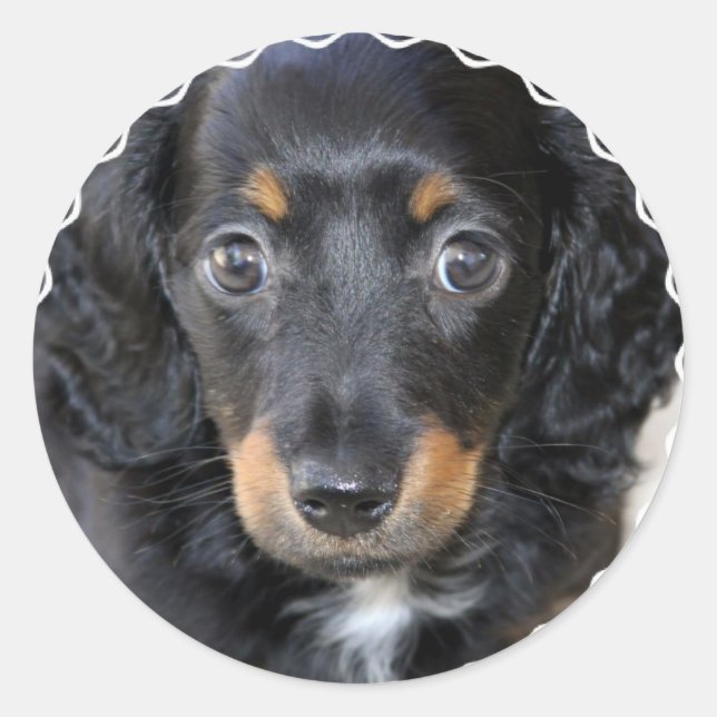 Stickers Chien Chien Chien Chien Daschund (Devant)