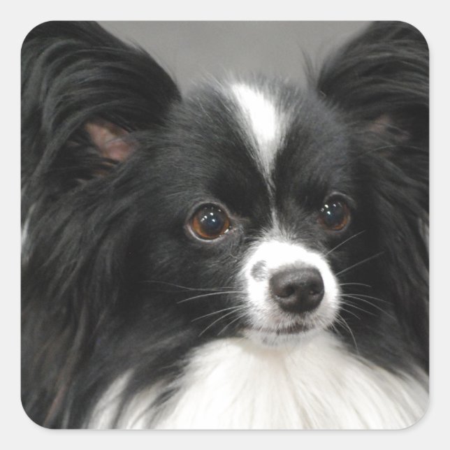 Stickers Chien Papillon (Devant)
