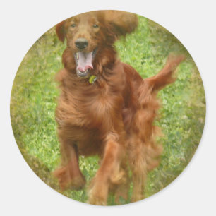 Stickers Chien Setter irlandais