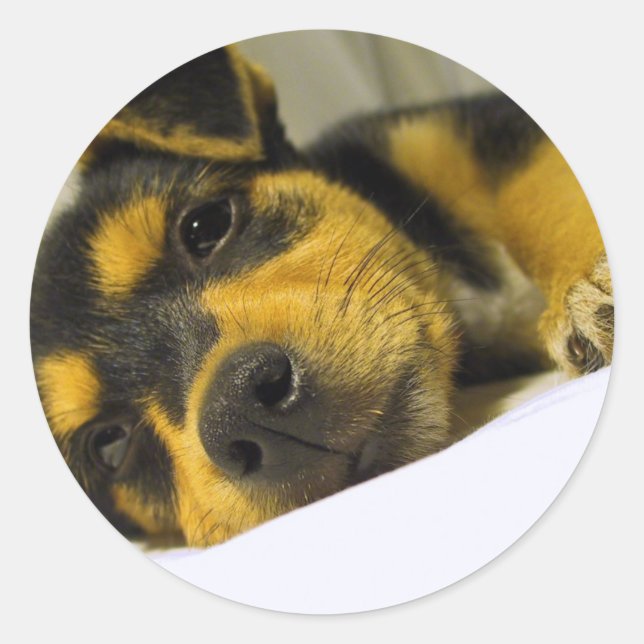 Stickers Chihuahua Puppy (Devant)