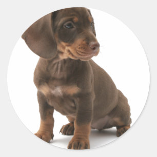 Stickers Chiot