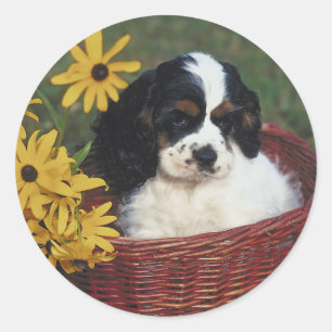 Stickers Cocker Spaniel