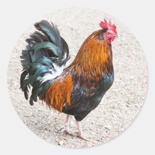 Stickers Cockerel (Devant)