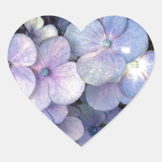Stickers Coeur bleu violet Hydrangea (Devant)
