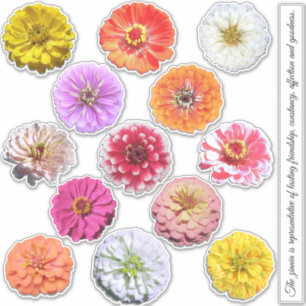 Stickers - Collection Zinnias