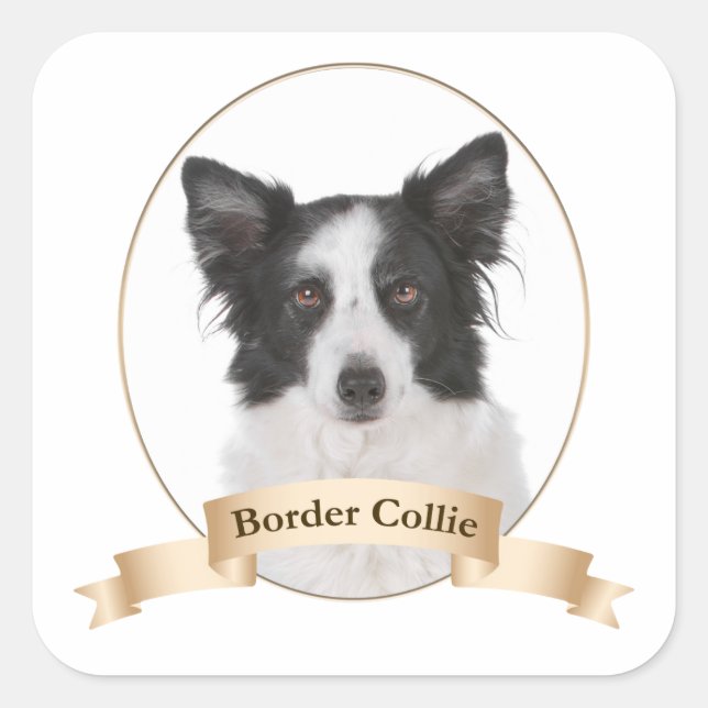 Stickers Collie Bordure (Devant)