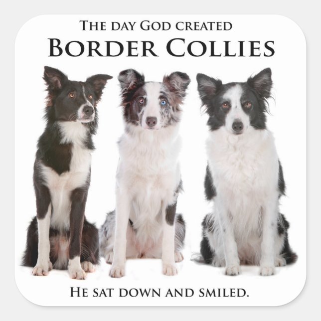 Stickers Collie Bordure (Devant)