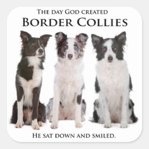 Stickers Collie Bordure
