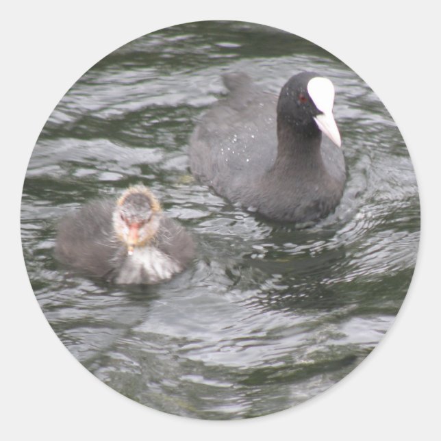 Stickers Coot and Chick (Devant)