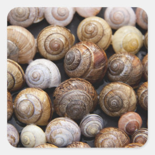 Stickers Coques d'escargot