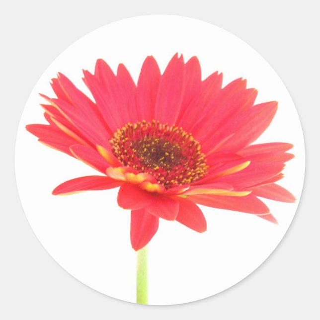 Stickers Coral Red Gerbera Daisy (Devant)