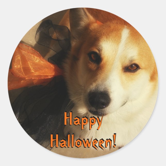 Stickers Corgi d'Halloween (Devant)