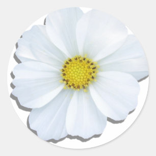 Stickers - Cosmos blancs