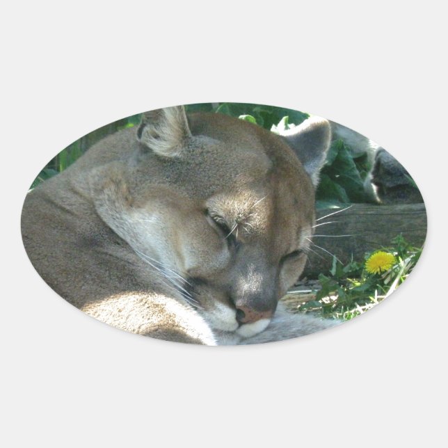 Stickers Cougar de repos (Devant)