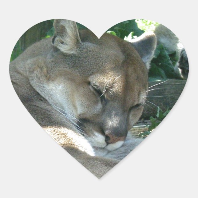 Stickers Cougar de repos (Devant)