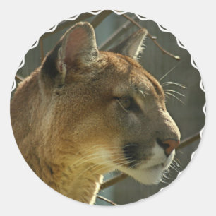 Stickers Cougar Puma