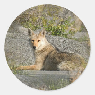 Stickers Coyote Images