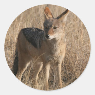 Stickers Coyotes pour bébés