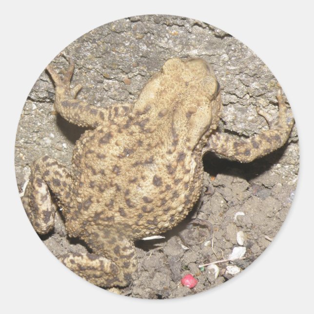 Stickers Crawling Toad (Devant)