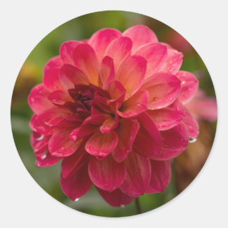 Stickers Crimson et Magenta Dahlia