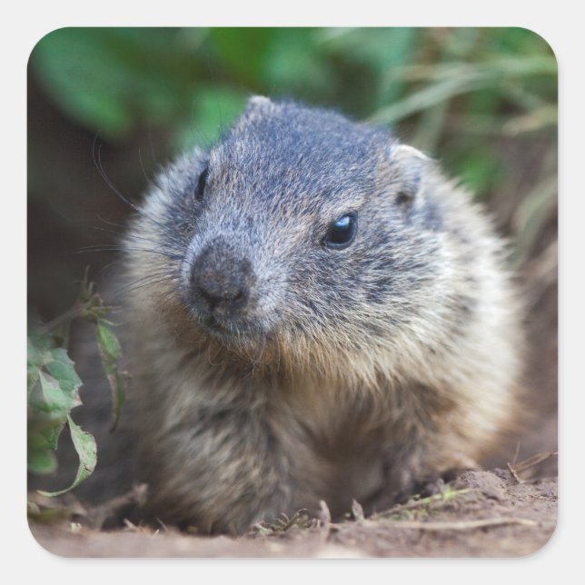 Stickers Curious Baby Marmot (Devant)