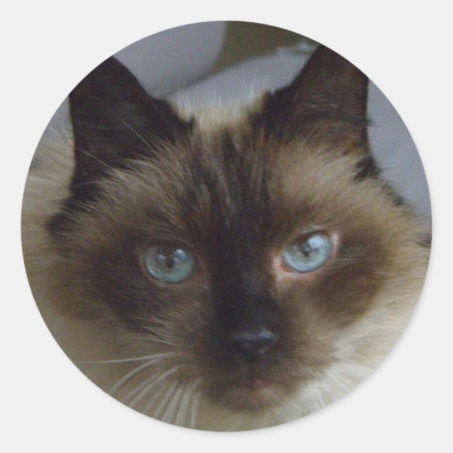 Stickers Cute Kitten (Devant)