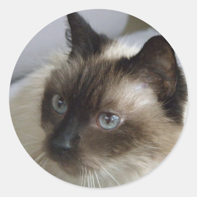 Stickers Cute Kitten (Devant)