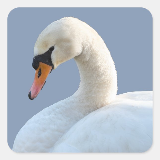 Stickers cygne blanc (Devant)