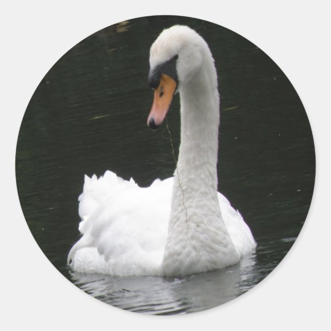 Stickers cygne blanc (Devant)